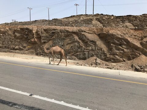 Dromedary camel walking along the side of a coastal road near Mirbat, Dhofar, Oman