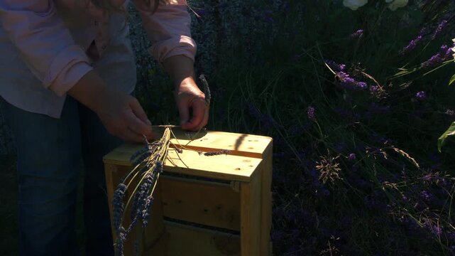 Hand tying bunch of lavender flowers with string in garden
