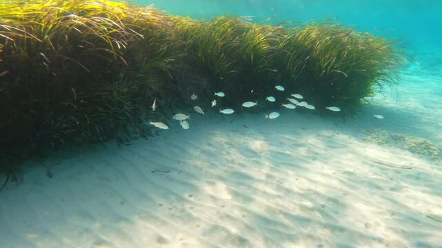 Underwater grasses sway gently in clear blue water. Small silver fish dart near the sea grass base. Sunlight glints off sandy seabed through the water. in this scene. Fish navigate among grasses in Ae