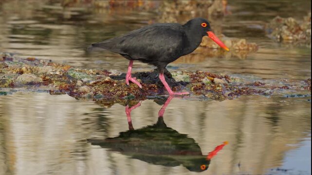 African black oystercatcher (Haematopus moquini) foraging in the rock pools along the Betty&rsquo;s Bay coastline. Coastal wildlife on the Whale Coast, Overberg, Western Cape, South Africa.