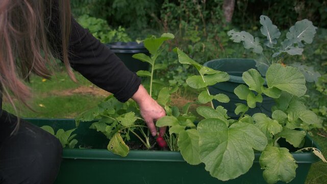 Woman gardener picking ripe radish vegetable from soil compost