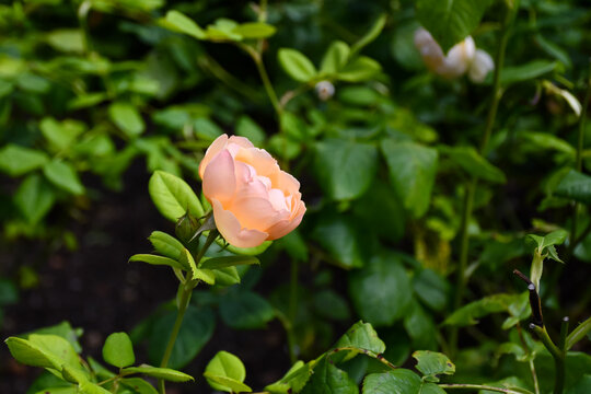 Beautiful pale orange rose blooming in a country garden on a summers day .