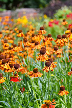 Coneflower flowers in beautiful bronze and yellow shades growing in a country garden in rural Shropshire UK in summer.