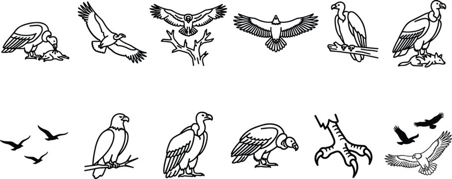 Vulture and Eagle Predator Birds Line Art Icon Set Featuring Flying Wild Eagles and Prey Vector Graphics