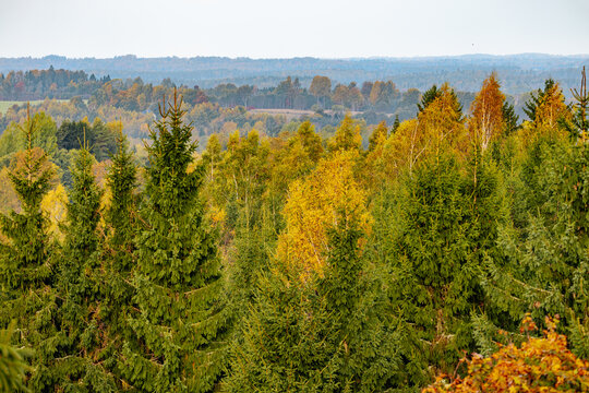 Autumn forest landscape with evergreen spruce and golden deciduous trees across rolling hills beneath a pale sky, scenic woodland panorama in seasonal countryside