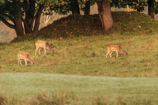 Three deer grazing across a sunlit grassy meadow beneath mature trees, with warm autumn foliage and a softly blurred foreground in a natural woodland setting