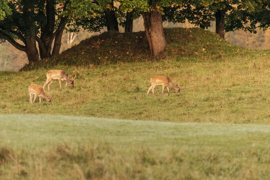 Three deer grazing in a sunlit grassy meadow beneath mature trees, with soft morning haze and autumn foliage in a peaceful woodland landscape setting