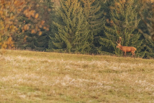 Red deer stag standing on a dry grassy meadow beside dense evergreen forest in warm autumn light, peaceful wildlife landscape photograph