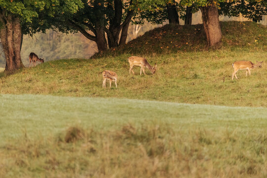 Group of deer grazing on a sunlit grassy hillside beneath mature trees with wooded background and soft meadow foreground, peaceful wildlife scene in a natural park landscape