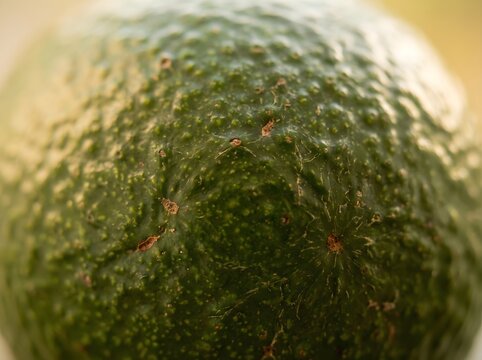 Detailed close up macro photograph showcasing rough bumpy textured skin of green fresh avocado
