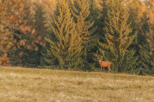 Red deer standing in a sunlit meadow bordered by dense evergreen and autumn trees, peaceful wildlife scene with warm seasonal colors and natural habitat