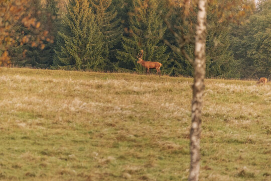 Red deer standing in a golden meadow beside a slender tree trunk, with evergreen forest and autumn foliage creating a natural woodland landscape