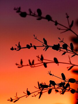 Coucher de soleil 