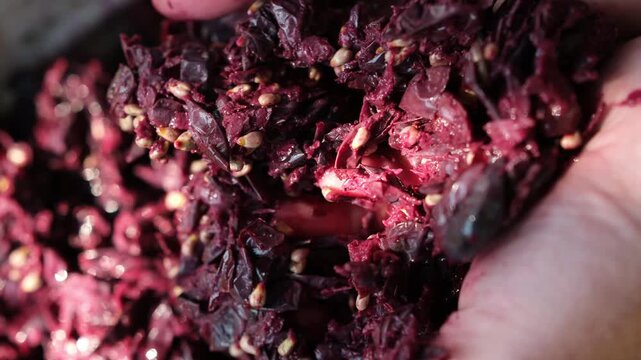 Grape pomace or marc in the winemaker's hands. Winemaking Process. Sunlight bokeh. Close up. Copy space. 