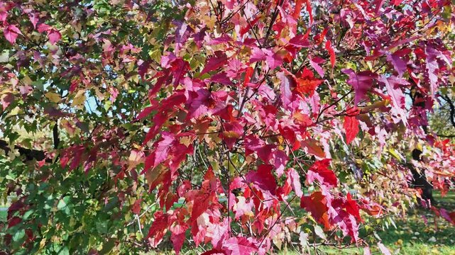 Vibrant red, pink and yellow tatarian maple leaves cover branches in a sunny autumn park.