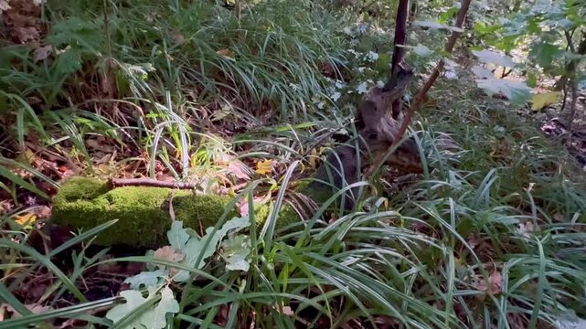 A fallen tree on a peculiarly shaped piece of land.