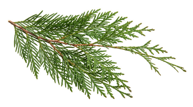 Green arborvitae twig with flat leaves isolated on transparent background png
