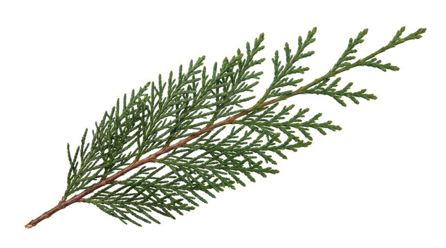 green cedar branch with flat scaly leaves isolated on transparent background png