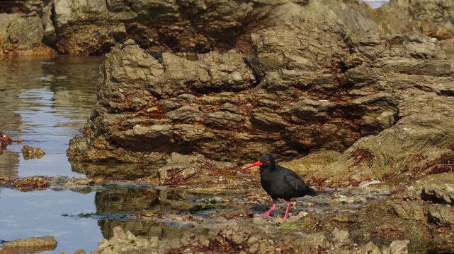 African black oystercatcher (Haematopus moquini) foraging in the rock pools along the Betty&rsquo;s Bay coastline. Coastal wildlife on the Whale Coast, Overberg, Western Cape, South Africa.