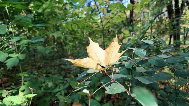 Yellow maple leaf lies on a snowberry bush with white berries in a sunlit autumn forest.