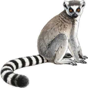 Lemur catta illustration art