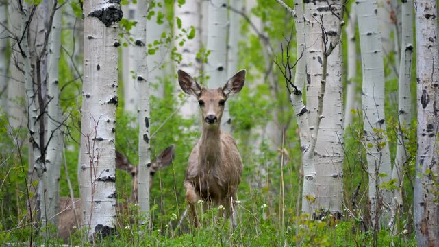 Mule deer in an aspen forest in the summer