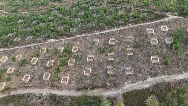 vue a&eacute;rienne panoramique d'une parcelle de for&ecirc;t pr&egrave;s de Bourscheid au Grand Duch&eacute; du Luxembourg. Des jeunes arbres sont replant&eacute;s au sommet d'une colline &agrave; intervalles r&eacute;guliers sur des friches.