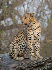 leopard portrait © Dave The Mariner