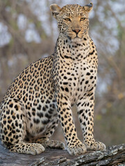 portrait of a leopard © Dave The Mariner