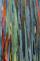 Bark of Eucalyptus © Bonita
