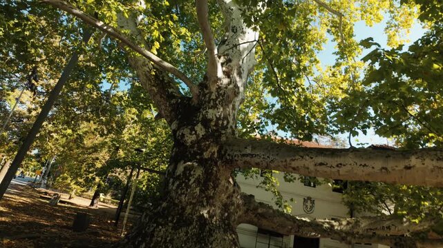 Old plane tree with massive spreading branches grows in Topcider Park in Belgrade. Historic urban greenery represents heritage, tourism and nature conservation.