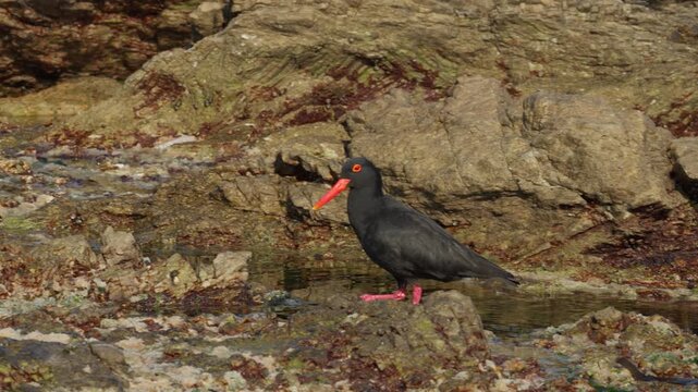African black oystercatcher (Haematopus moquini) foraging in the rock pools along the Betty&rsquo;s Bay coastline. Coastal wildlife on the Whale Coast, Overberg, Western Cape, South Africa.