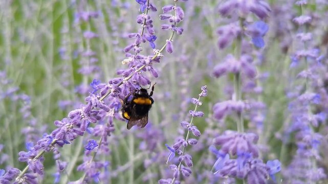 A bumblebee collects pollen from lavender flowers.