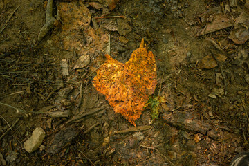 Tattered and worn, golden, heart shaped leaf illuminated by a ray of sunlight hitting the forest floor © Deborah