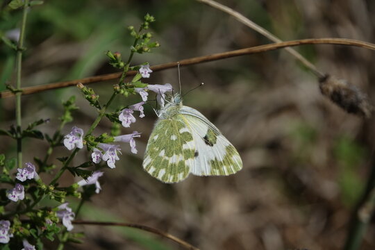 the bath white butterfly (Pontia daplidice)