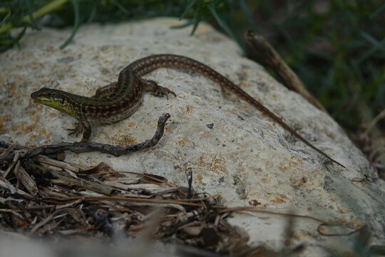 the Italian wall lizard (Podarcis siculus)