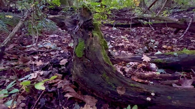moss on the tree