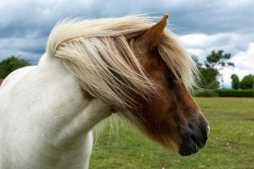 White horse wih brown head and mane hair blowing over face in wind © Paul