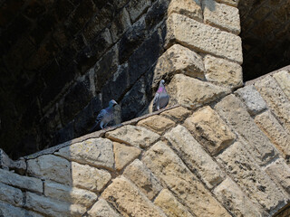 Two city pigeons, Columba livia domestica, are perched in the vaulted arch of the stone viaduct in Stadtilm. A habitat of striking contrasts for the birds. Light and shadow. © Frank