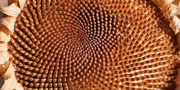 Dried sunflower head with tight interlocking seeds in abstract macro view