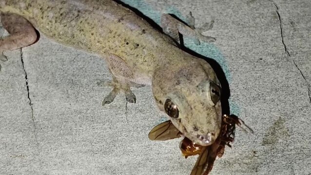 House gecko Hemidactylus frenatus eating moth on wall at night