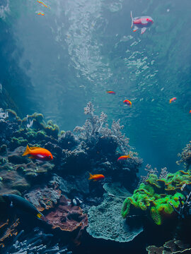 Ethereal translucent jellyfish drifting gracefully through deep blue water