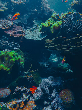 Ethereal translucent jellyfish drifting gracefully through deep blue water