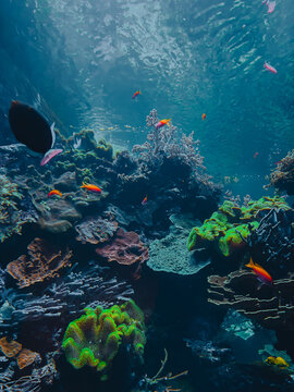 Ethereal translucent jellyfish drifting gracefully through deep blue water