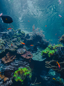 Ethereal translucent jellyfish drifting gracefully through deep blue water