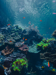 Ethereal translucent jellyfish drifting gracefully through deep blue water © Ira