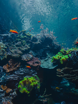 Ethereal translucent jellyfish drifting gracefully through deep blue water
