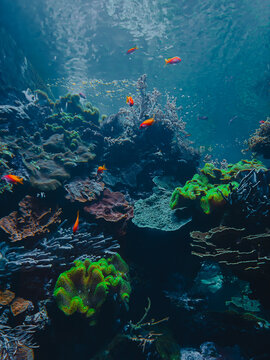 Ethereal translucent jellyfish drifting gracefully through deep blue water