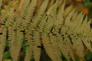Weathered fern leaf blending into the muted colors of a damp woodland © Olga