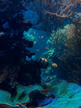 Ethereal translucent jellyfish drifting gracefully through deep blue water